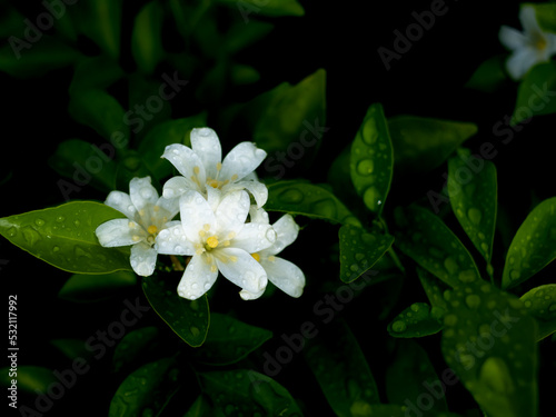 Bunch of Orange Jessamine Flowers Blooming