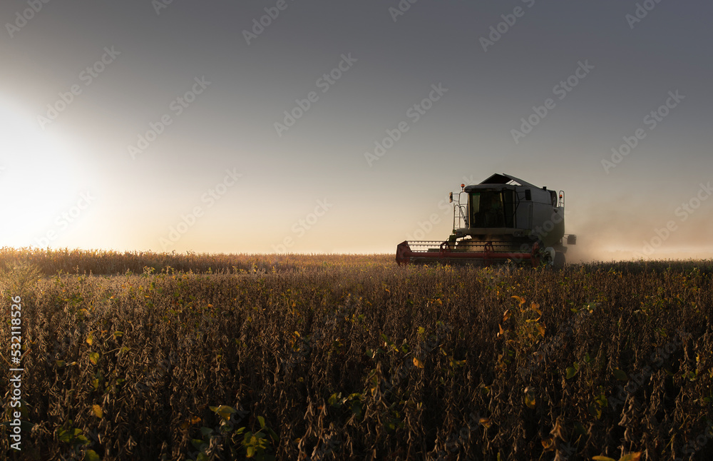 Fototapeta premium Harvesting of soybean field with combine.