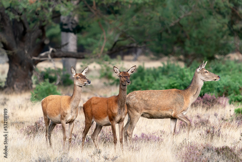 A group of Red deer  Cervus elaphus  in rutting season on the fields of National Park Hoge Veluwe in the Netherlands. Forest in the background.                  