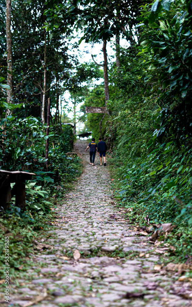 Fototapeta premium Path in the Woods