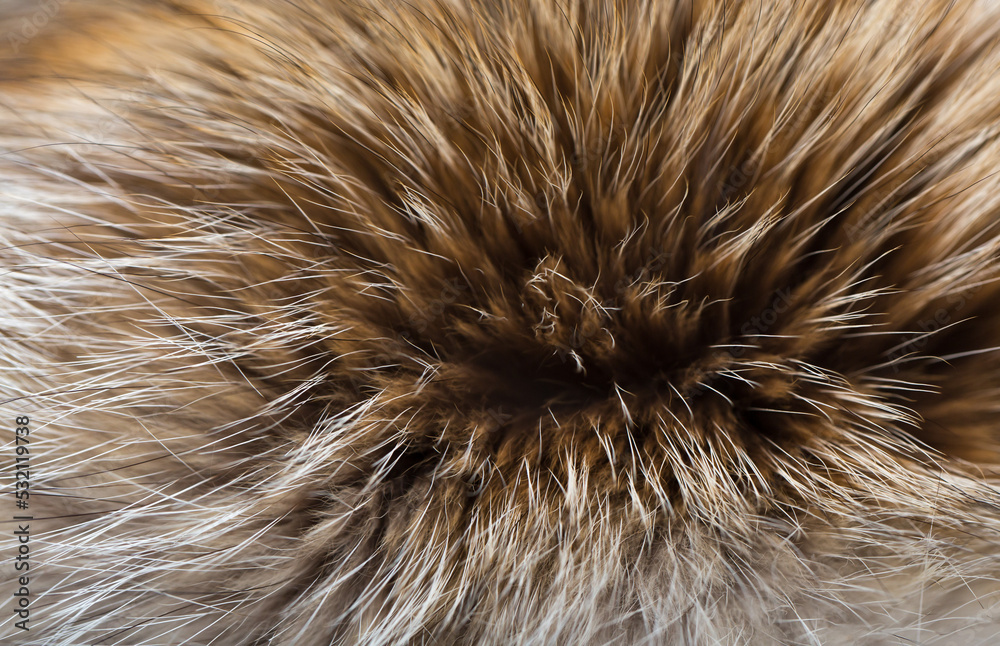 Animal fur close up. Background of gray sable and red fox or chinchilla wool, pile fur texture. Animal fur close up. Background of gray sable and red fox or chinchilla wool, pile fur texture.