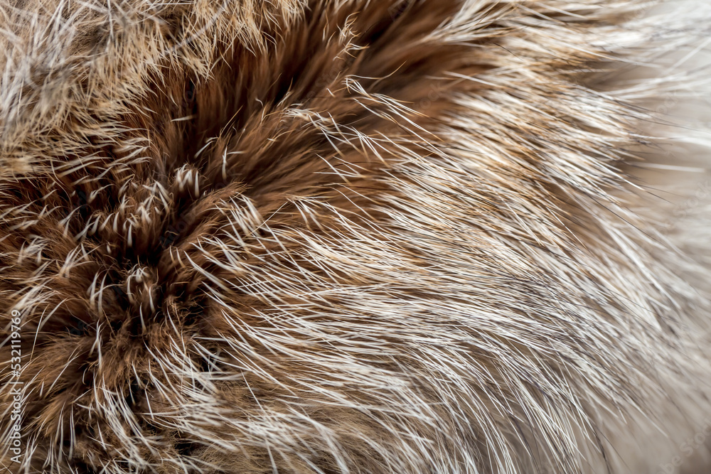 Animal fur close up. Background of gray sable and red fox or chinchilla wool, pile fur texture. Animal fur close up. Background of gray sable and red fox or chinchilla wool, pile fur texture.