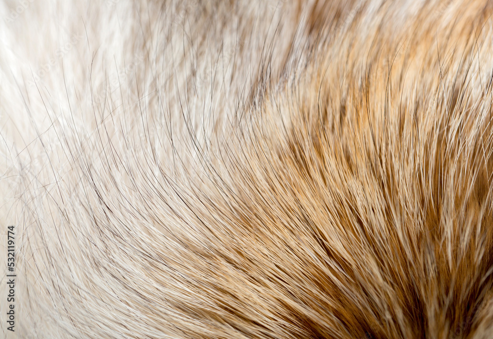 Animal fur close up. Background of gray sable and red fox or chinchilla wool, pile fur texture. Animal fur close up. Background of gray sable and red fox or chinchilla wool, pile fur texture.