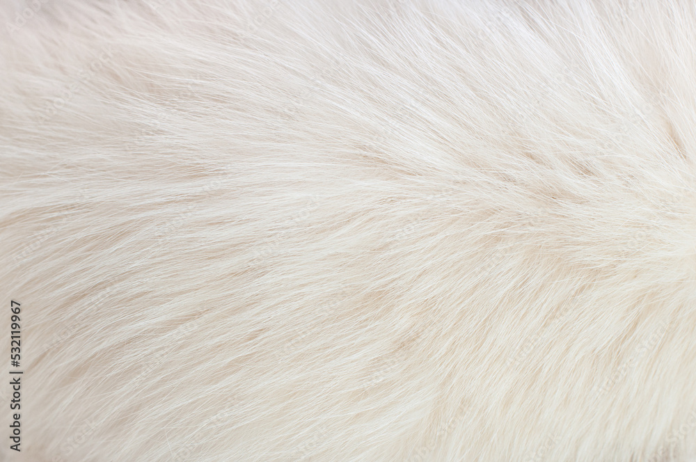 White Fur Stock Photo - Download Image Now - Fur, Animal Hair