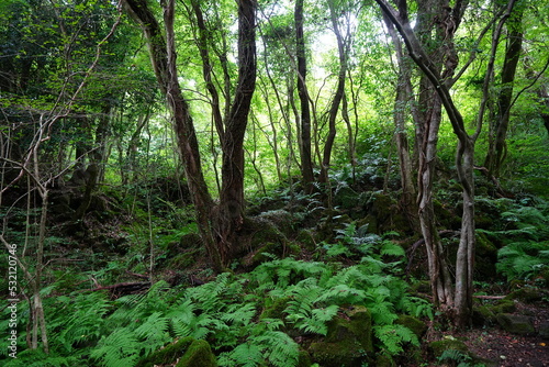 mossy rocks and old trees in thick wild forest
