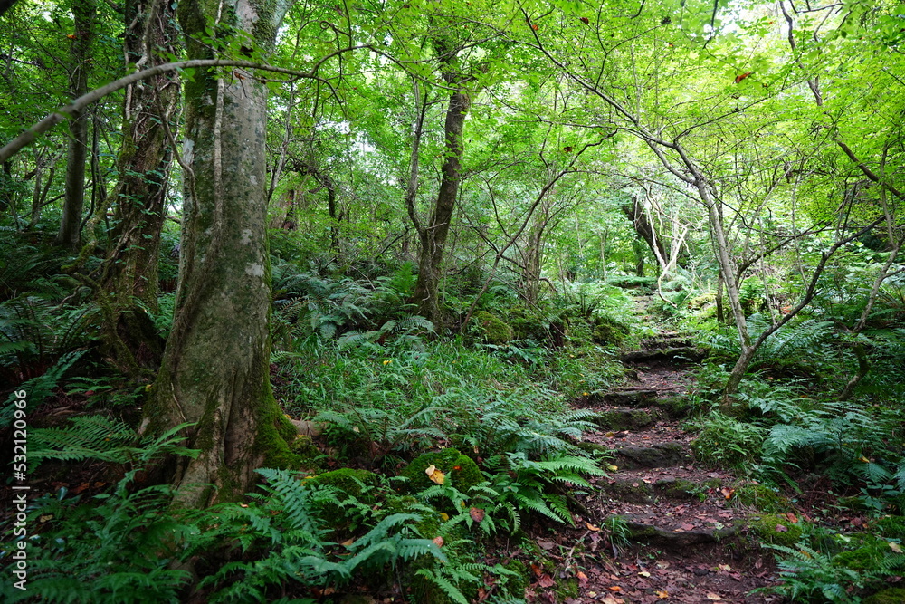 stairs in deep forest