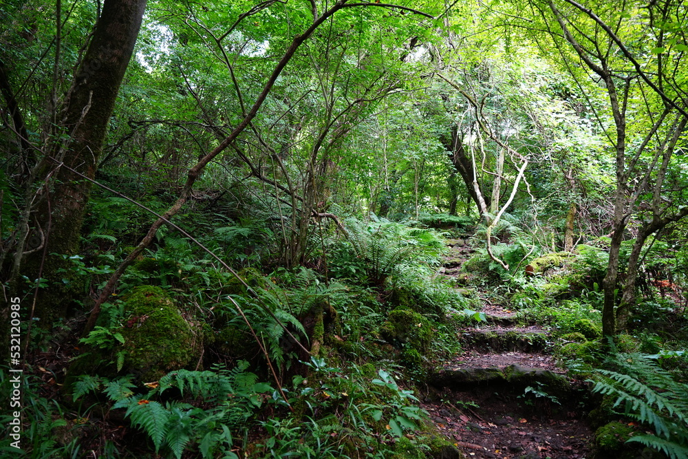 stairs in deep forest