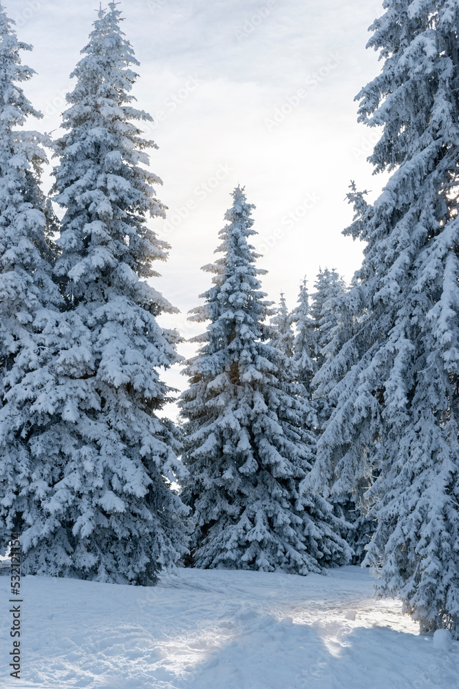 Tranquility winter scene in coniferous forest with snow covered fir trees in ski resort of Pamporovo, Bulgaria. Christmas holiday season, New Year greetings background, beauty of nature