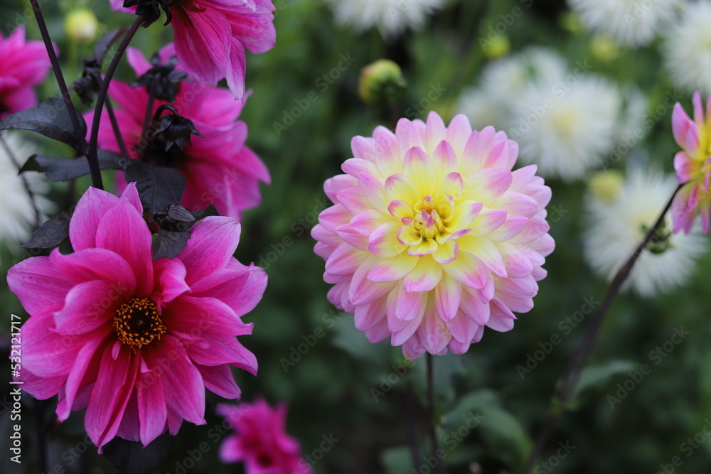 Dahlia flowers in the garden on green leaves background. Dahlia flowers in the garden on green leaves background.