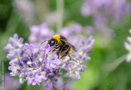 A bine on a lavender blossom © rebaixfotografie