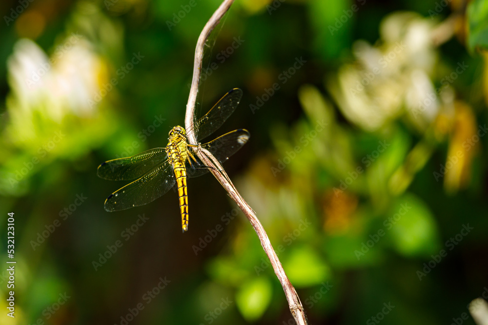 A big yellow dragonfly in the wild A big yellow dragonfly in the wild