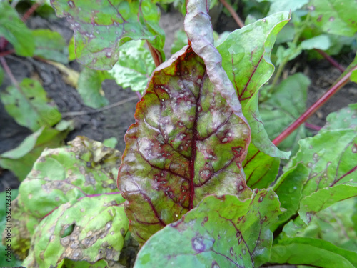 Cercospora beticola disease in the beet field destroys the crop photo