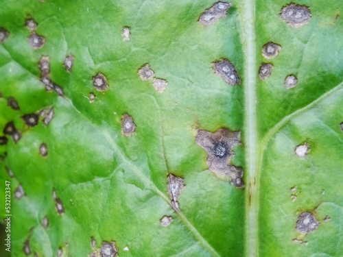 Cercospora beticola disease in the beet field destroys the crop