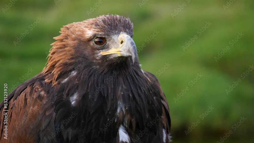 Close up shot of beautiful golden eagle in natural setting near the Altai Mountains of West Mongolia.
Close up shot of beautiful golden eagle in natural setting near the Altai Mountains of West Mongolia.