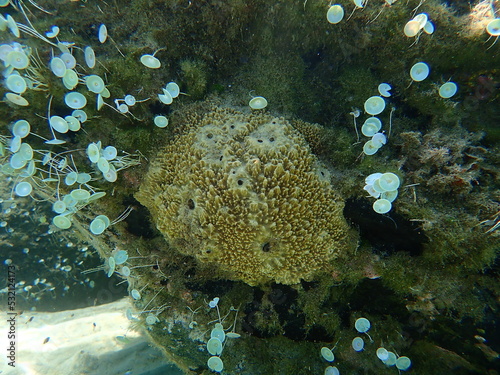 Stinker sponge (Sarcotragus fasciculatus) undersea, Aegean Sea, Greece, Halkidiki photo