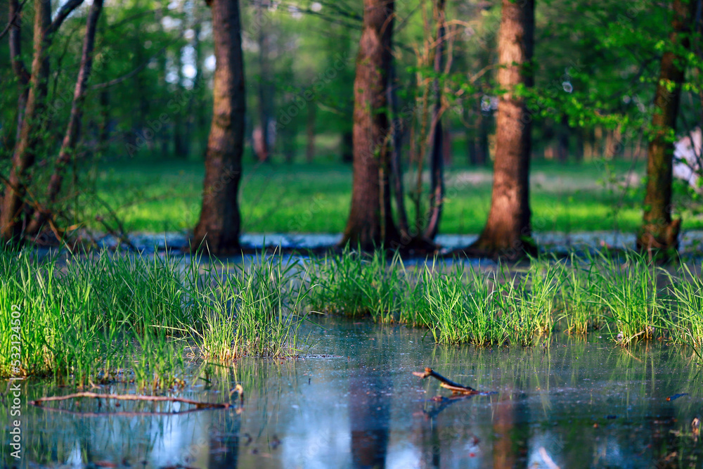 An early spring morning view of wetlands and trees