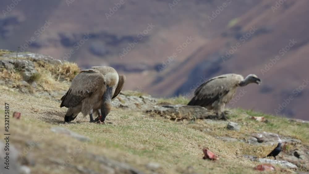 Cape vulture tearing meat of a bone