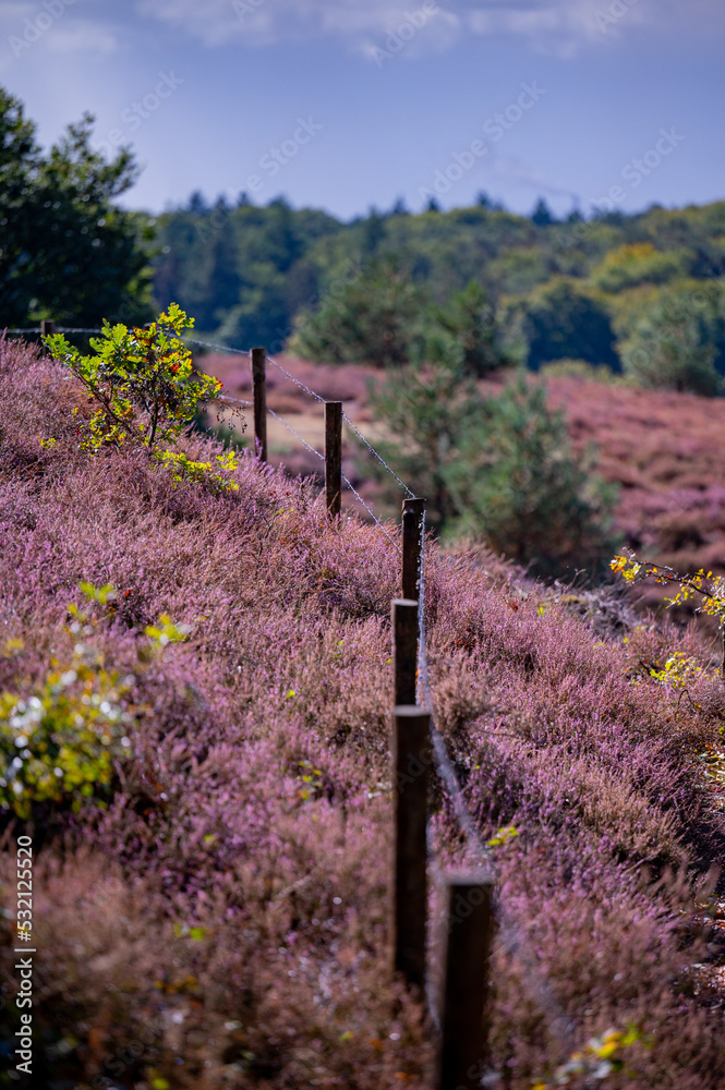 Fototapeta premium Heather blooming on the Posbank in the Netherlands