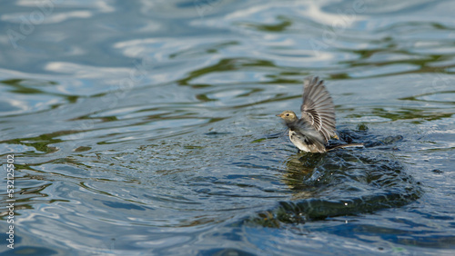 A white wagtail in the danube delta in romania