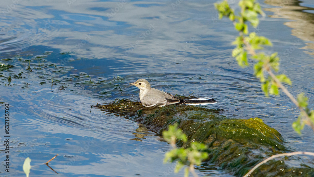 A white wagtail in the danube delta in romania