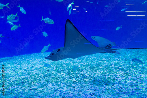 Exotic fish stingrays swimming in blue water in oceanarium like in ocean depth