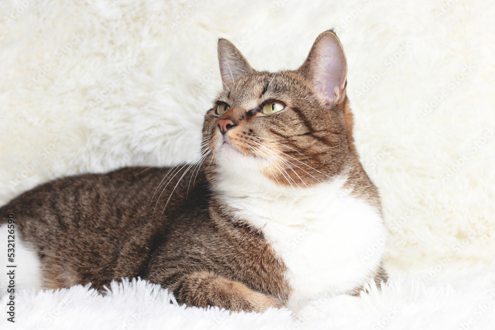 Brown shorthair domestic tabby cat lying on a white fluffy blanket. Brown shorthair domestic tabby cat lying on a white fluffy blanket.