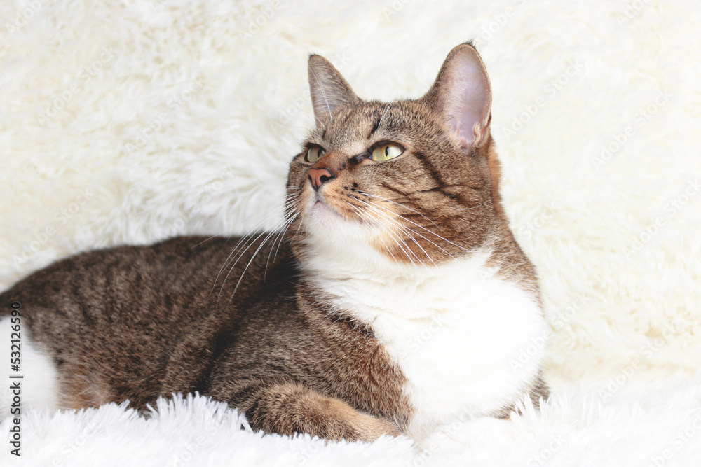 Brown shorthair domestic tabby cat lying on a white fluffy blanket.