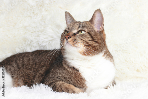 Brown shorthair domestic tabby cat lying on a white fluffy blanket.