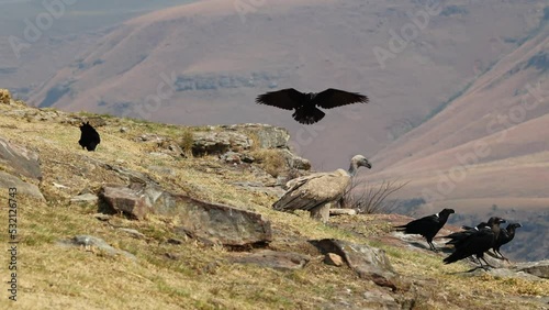 White necked ravens landing around a cape vulture feeding photo