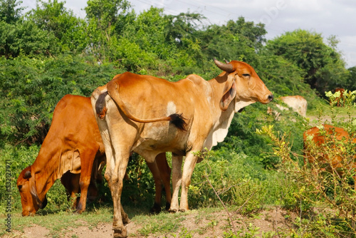 Desi Gir Cows of India. Cow is eating grass on a field. Girolando dairy cows Gyr cattle of Brazil - cows grazing. cow herd walking on country road outdoor in the nature. river at Gir forest Gujarat.