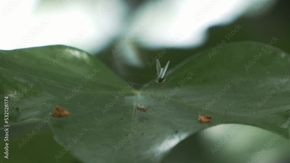 Spider Trap In Green Leaf Spider Trap In Green Leaf