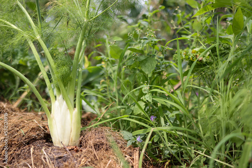 fennel in the vegetable garden. Organic and sustainable agriculture