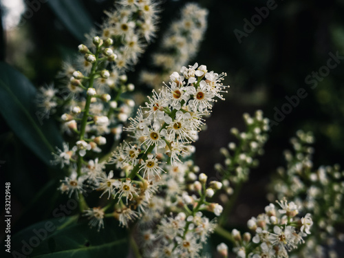 Flowers in the garden