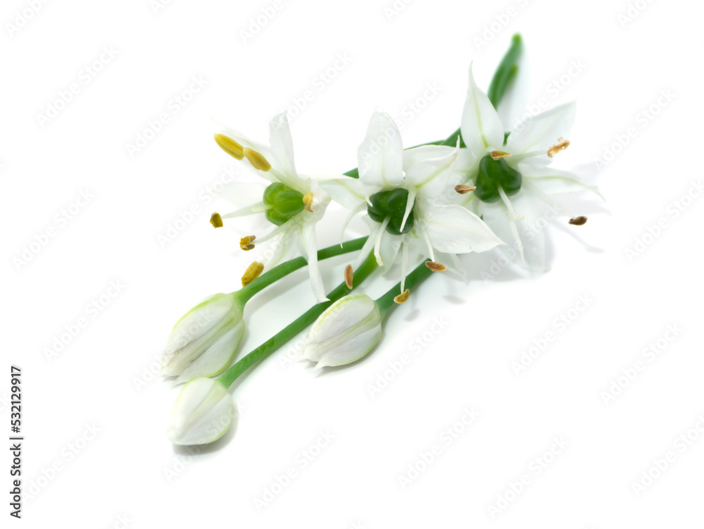 Close up Chinese Chive flower on white background.