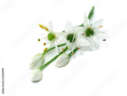 Close up Chinese Chive flower on white background. © noppharat