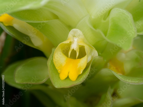 Close up Turmaric flower with blur background.