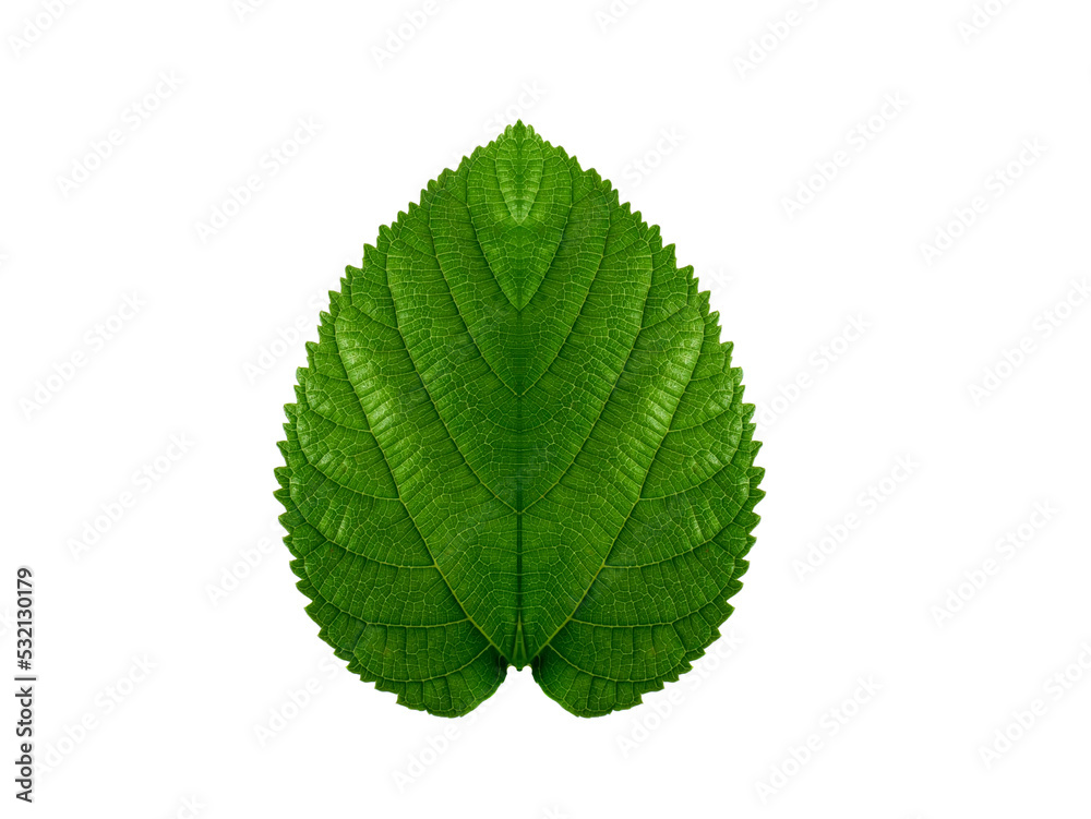 Close up green mulberry leaf on white background. Close up green mulberry leaf on white background.