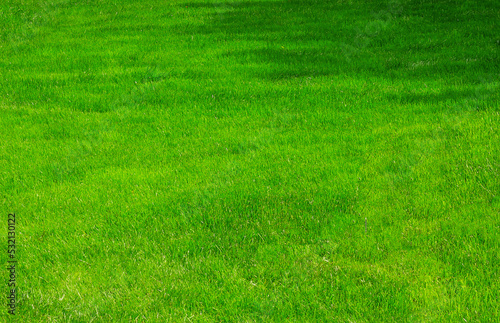 green lawn texture, grass background