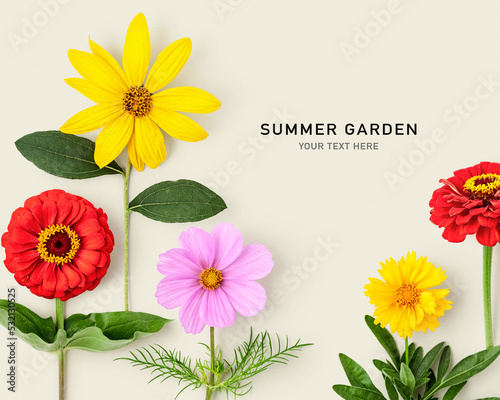 Daisy summer flowers color card