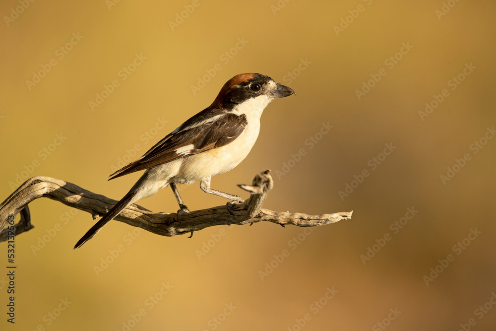 Woodchat shrike male on a branch within his breeding territory in a Mediterranean forest in the last light of the afternoon Woodchat shrike male on a branch within his breeding territory in a Mediterranean forest in the last light of the afternoon