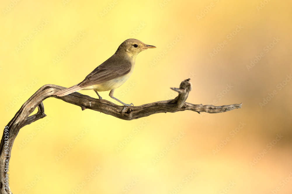 Obraz premium Melodious warbler on a branch near a natural lagoon with the first light of dawn in a Mediterranean forest