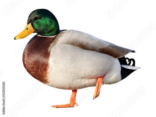 Photo Male Mallard duck (Anas platyrhynchos), PNG, isolated on  transparent background