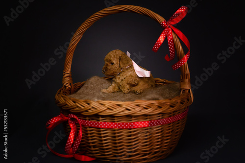 One red toy poodle puppy, two months old, are sitting in a wicker basket against a dark background. Copy space