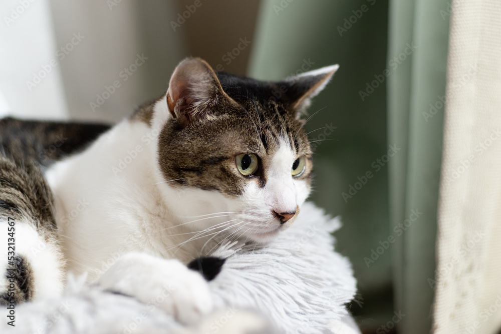 Naklejka premium 見つめる猫 キジトラ白