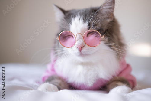 Tablou pe pânză A cute gray cat in a pink sweater and sunglasses lies at home on a white bed