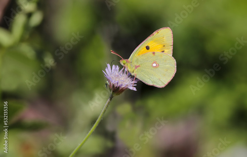 Yellow Greatness butterfly (Colias crocea) feeding on scabies flower © mylasa
