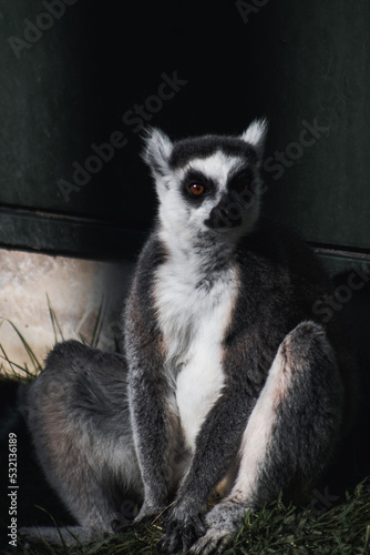 lemur © Bianca