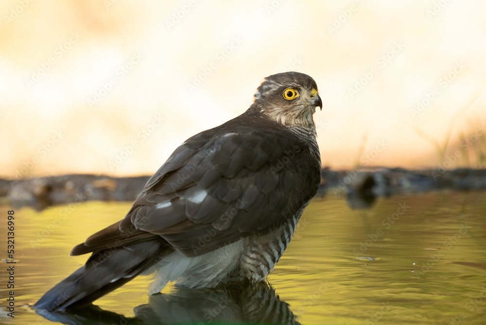 Obraz premium Young male Eurasian sparrowhawk at a water point in a Mediterranean forest in the last light of the day