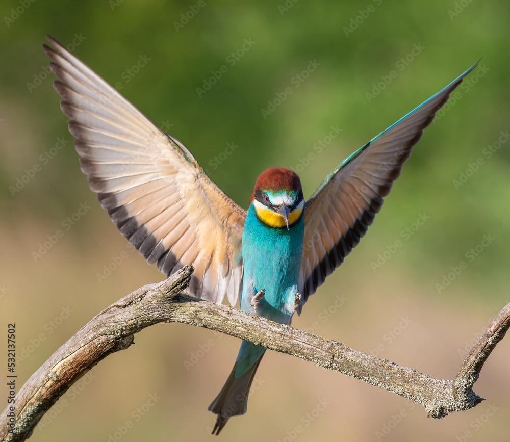 European bee-eater, Merops apiaster. A bird sits on a branch European bee-eater, Merops apiaster. A bird sits on a branch