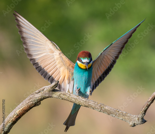 European bee-eater, Merops apiaster. A bird sits on a branch